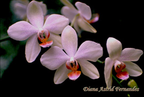 spray-white-orchids-with-love